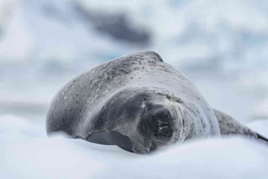 Foca Leopardo - Antártida 09.jpg
